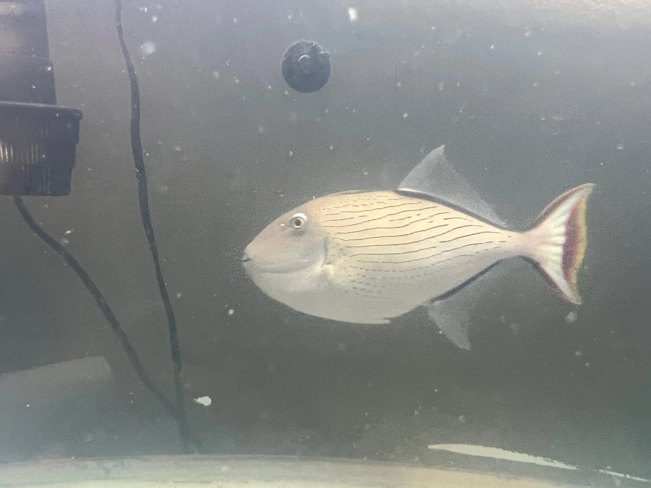 42EC08DF-B41A-4C60-B23E-36B69EC2AA71