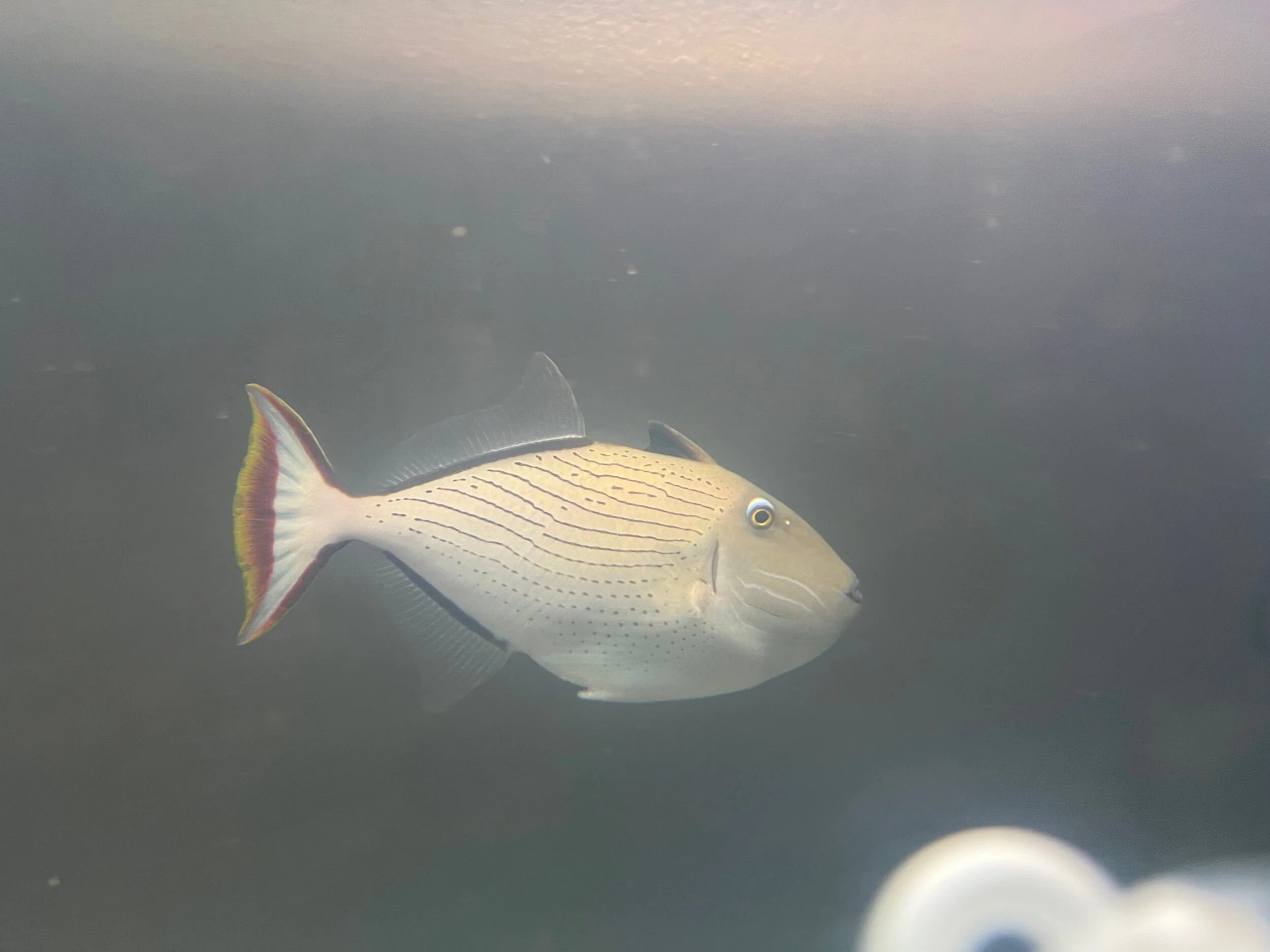 2A0C7D05-2466-4978-9B6E-55C3511D828D