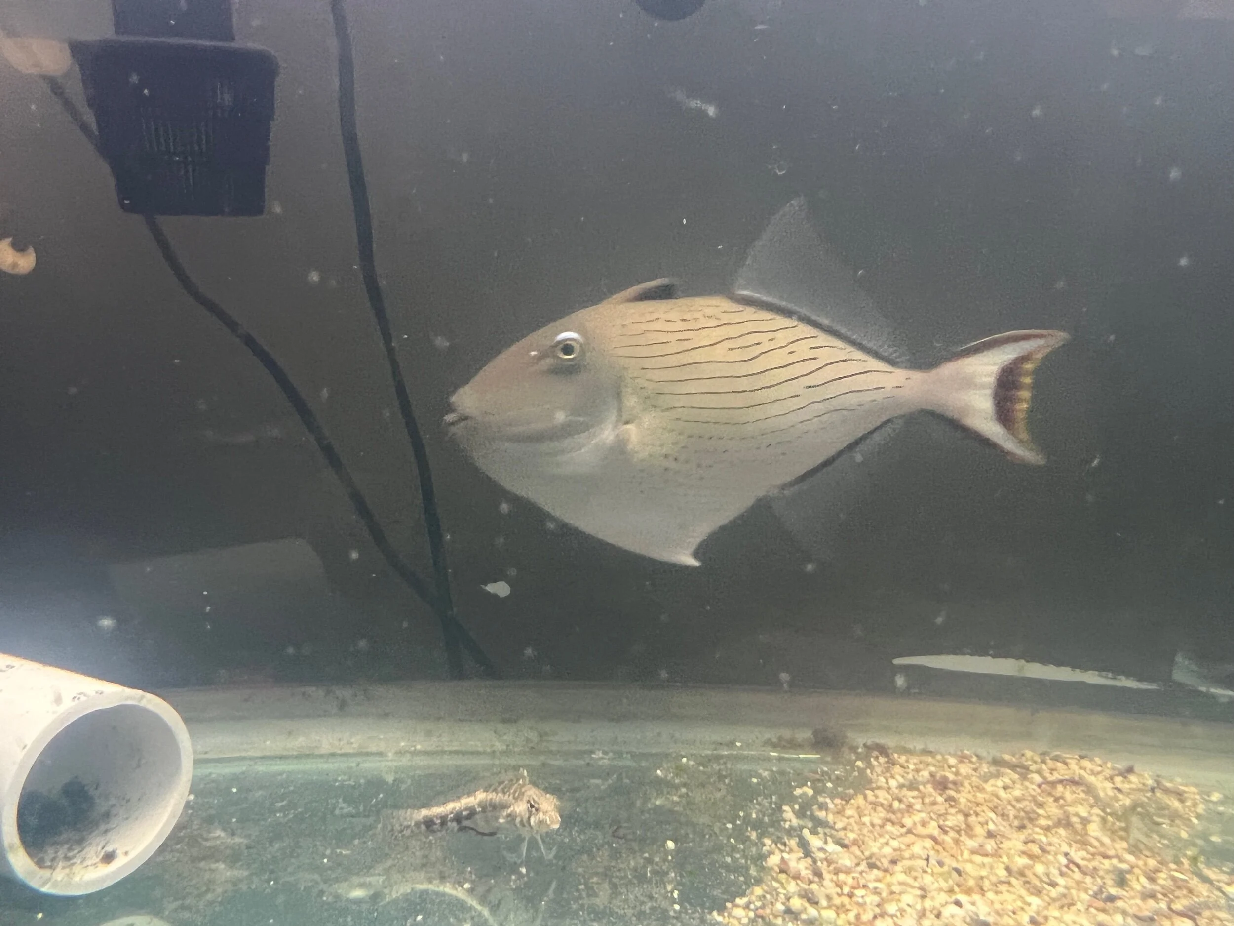 C10F84B8-27E6-44FB-87D4-EA6FC2836F03