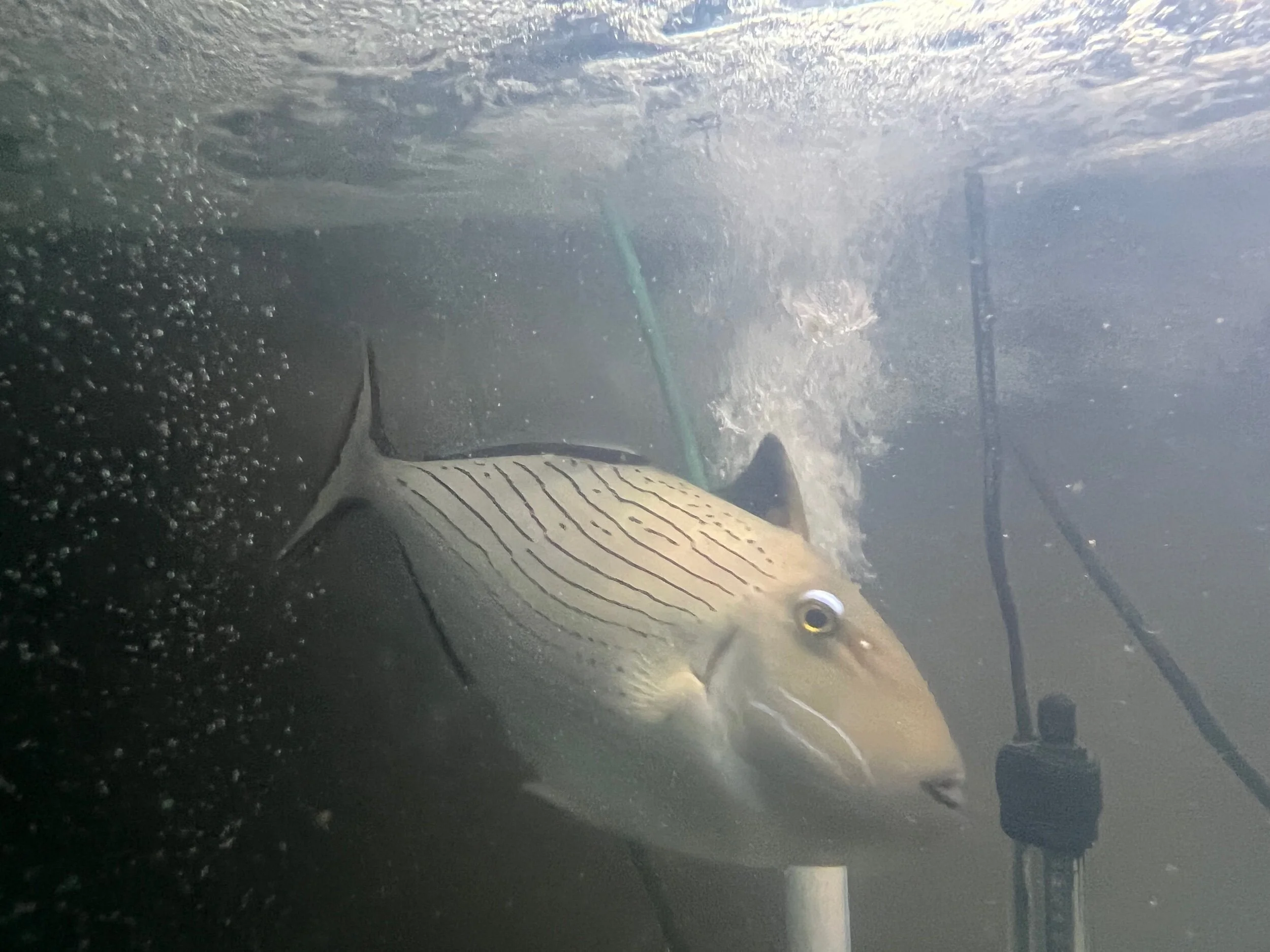 Line Spot Triggerfish (Xanthichthys lineopunctatus)