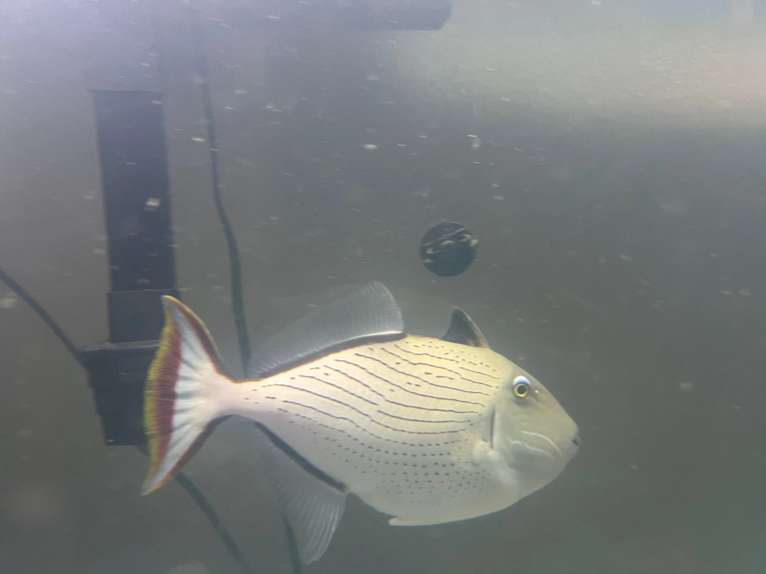 C38C48E5-C7FC-48F0-9887-47702E982D87