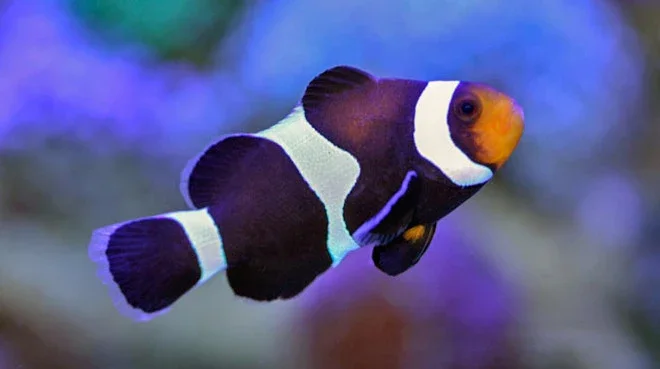 Ocellaris Clownfish – Black & White (Captive Bred)  Amphiprion ocellaris