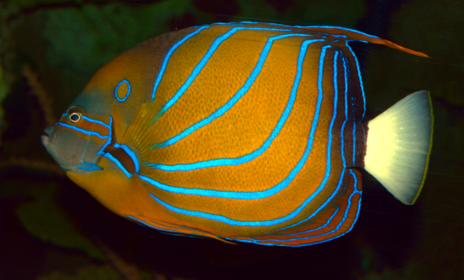 Annularis Angelfish (Blue Ring Angelfish) Pomacanthus annularis