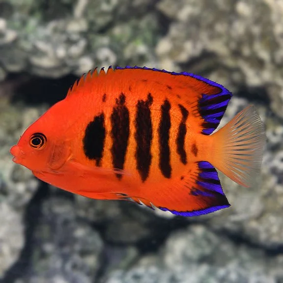 Flame Angelfish (Marshall Islands)  Centropyge loricula