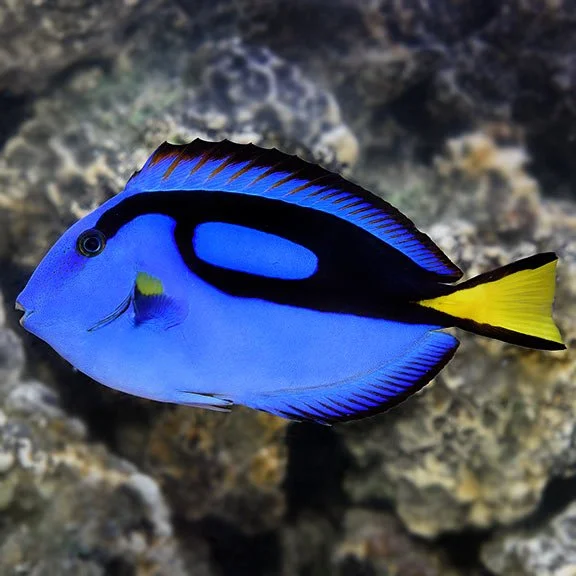 Blue (Hippo) Tang – Tank Raised  Paracanthurus hepatus