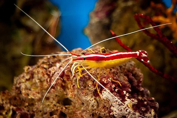 Cleaner Shrimp - Lysmata amboinensis