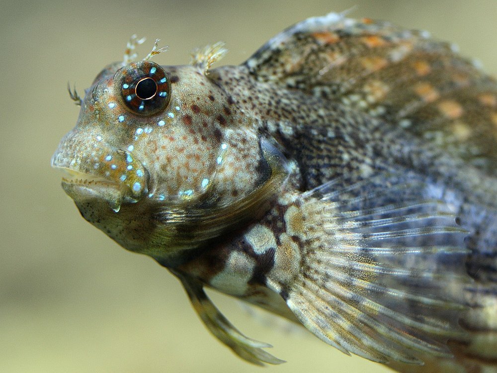 Lawnmower Blenny  Salarias fasciatus