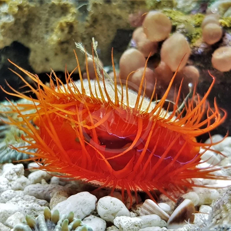 Flame Scallop (Atlantic)  Lima sp.