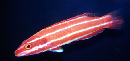 Marshall Islands Hogfish  Bodianus masudai