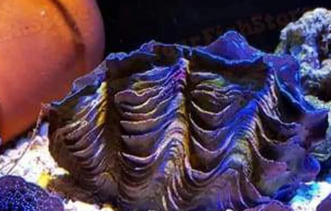 Maxima Clam  Tridacna maxima