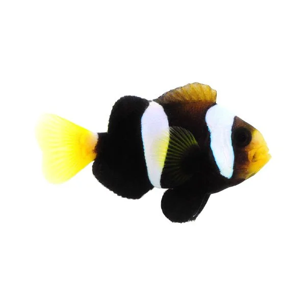 Clarkii Clownfish – Black (Captive Bred)  Amphiprion clarkii