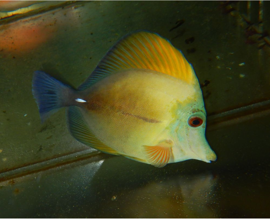 Kole Tang (Yellow-Eye Tang)  Ctenochaetus strigosus