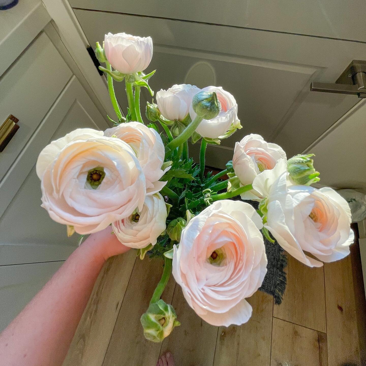 Italian Ranunculus, Hanoi. She&rsquo;s definitely the queen of Spring. Boasting a high petal count and the perfect hint of blush. A definite favorite of mine, what about you? 

#rannunculus #italianranunculus #spring #springflowers #flowerfarmer #loc