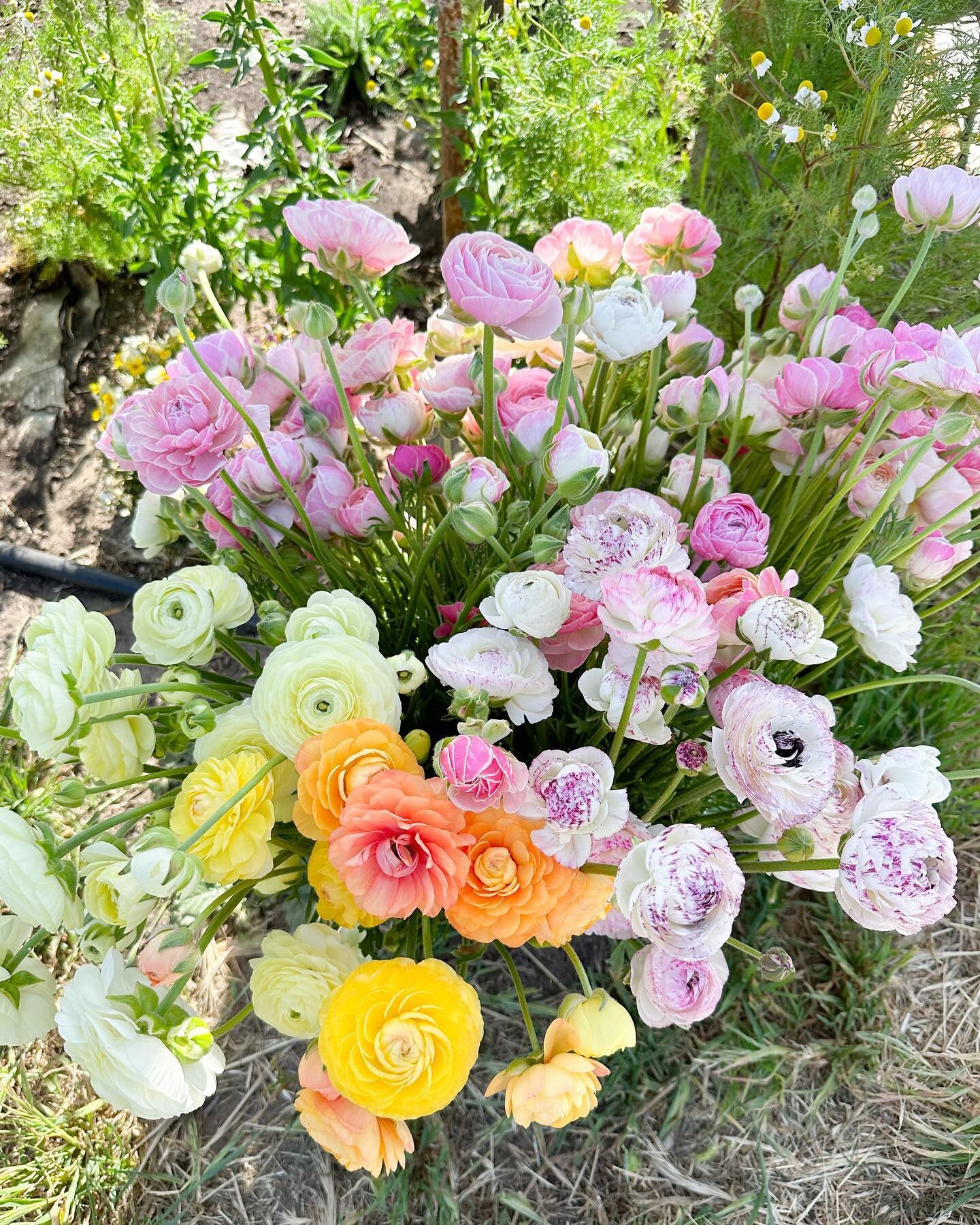 My last bucket of ranunculus has been harvested and I thought it only fare it get a reserved spot on the feed. A happy ending to a beautiful season of these beauties ! Although I did get a little tired keeping up with these prolific bloomers, they wi