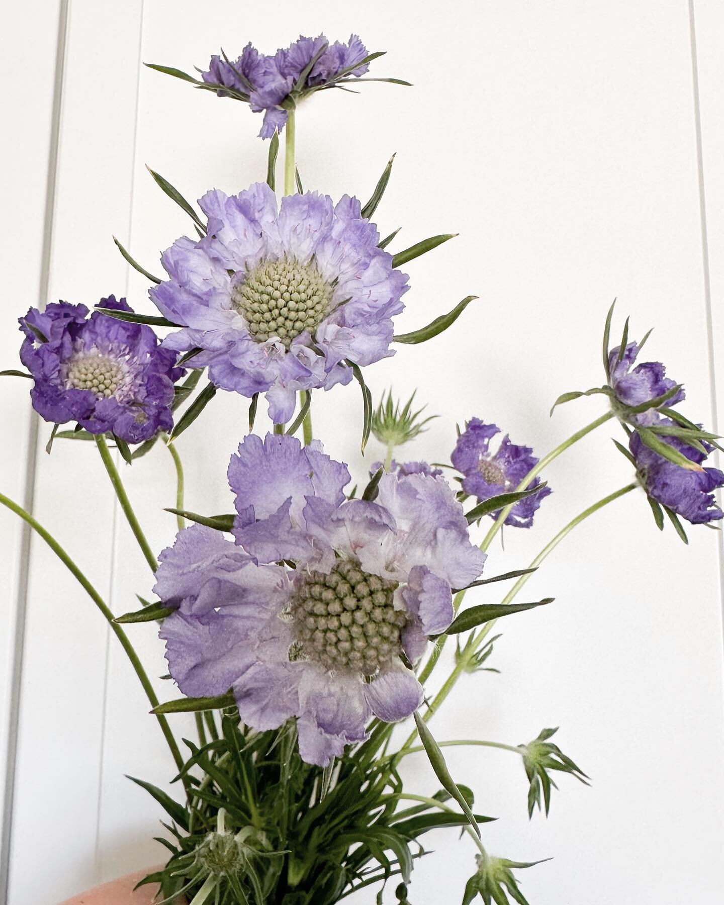 Fama Scabiosa is quickly becoming one of my favorites here on the farm. A great low investment perennial as it is pretty easy to start from seed. She produces good year one, but year two yields an even better crop with slightly bigger flower heads. F