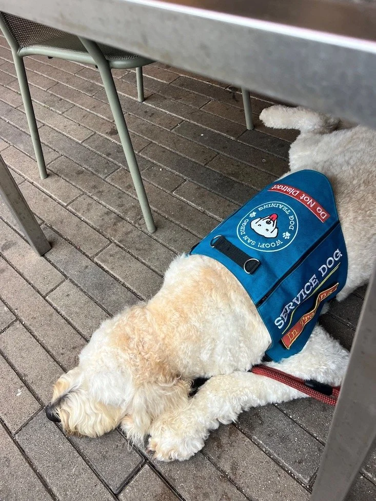 golden doodle service dog in training lying under a table at restaurant patio