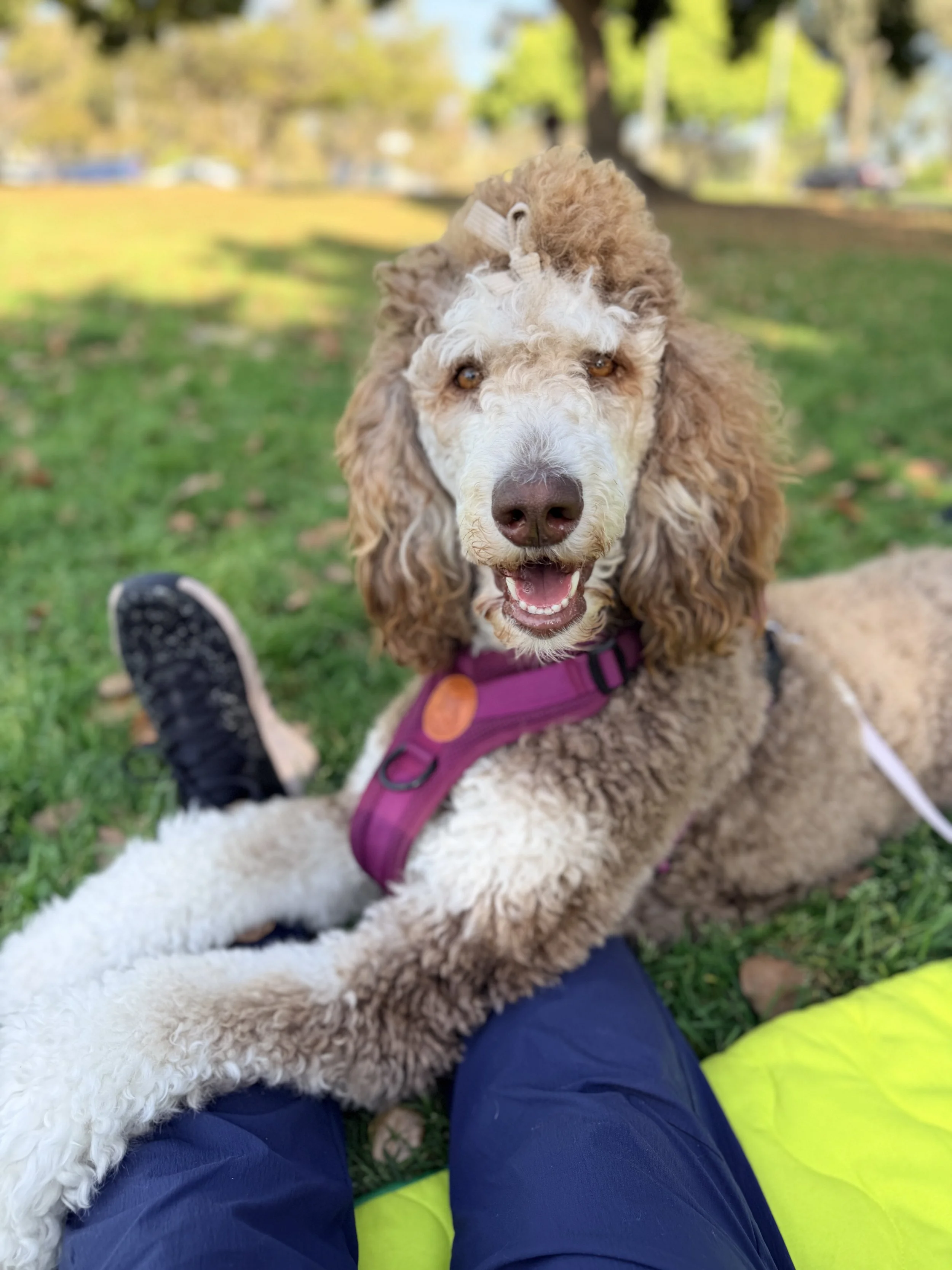 An adorable brown and white poodle lies across a handler's legs on a blanket at the park in the grass
