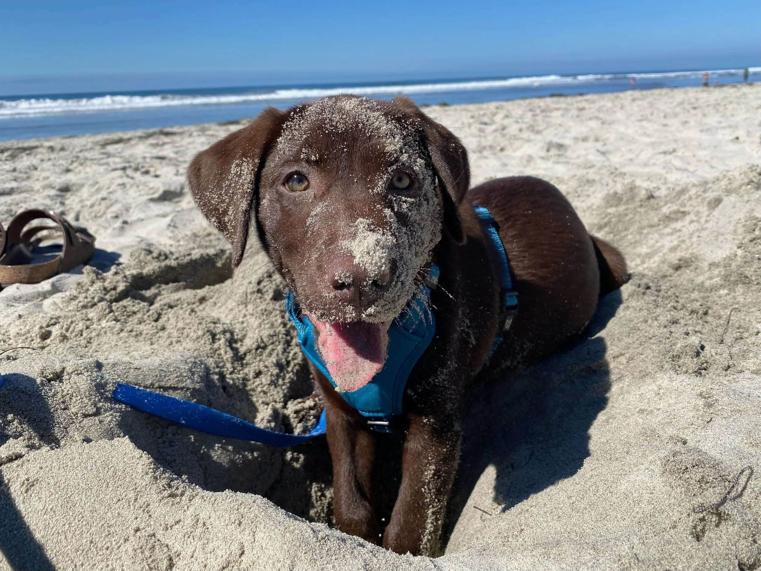 A chocolate lab puppy in a blue harness is digging a hole in the sand. She is looking up at the camera mid-dig, and the beach sand and ocean are in the background.