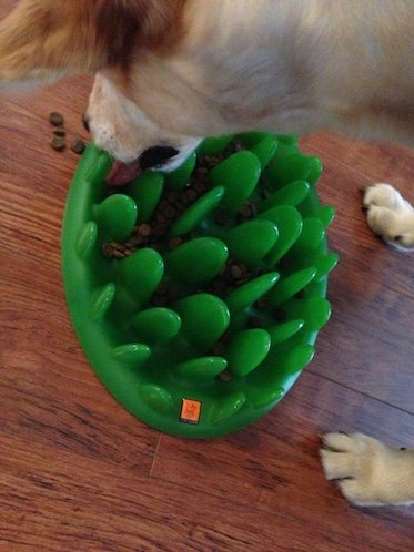 Forget the food bowl: Interactive toys for dogs and how to use them