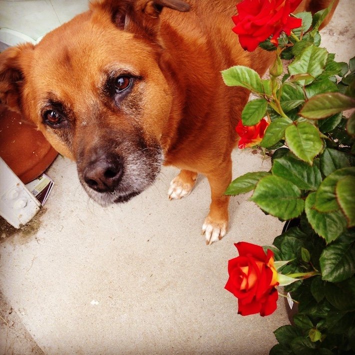What to do when your dog misbehaves