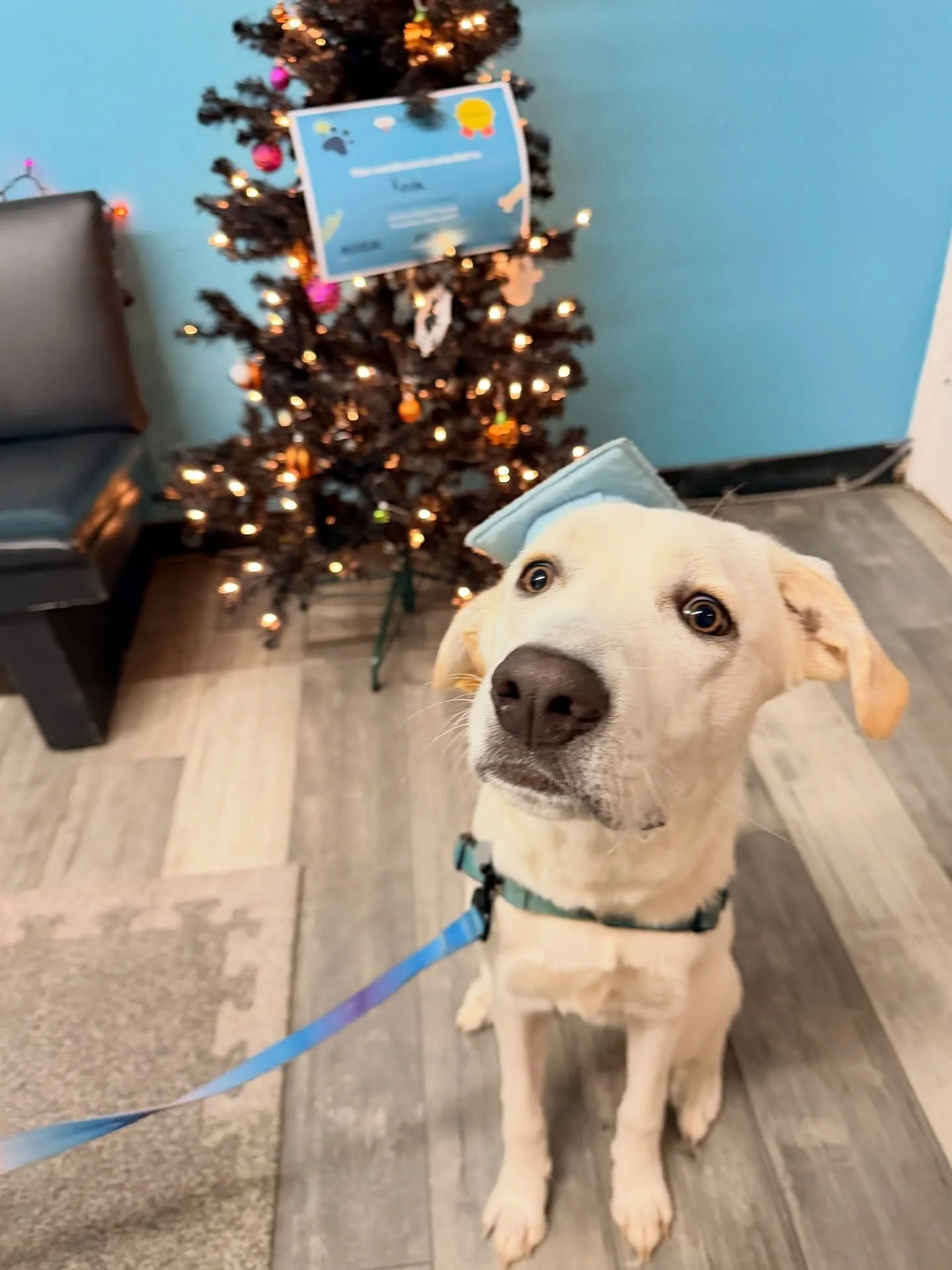 These lucky October graduates from our Level 2 class got to take their graduation photos in front of the Halloween tree! 🤩 🎃 🦇 🖤 🐾