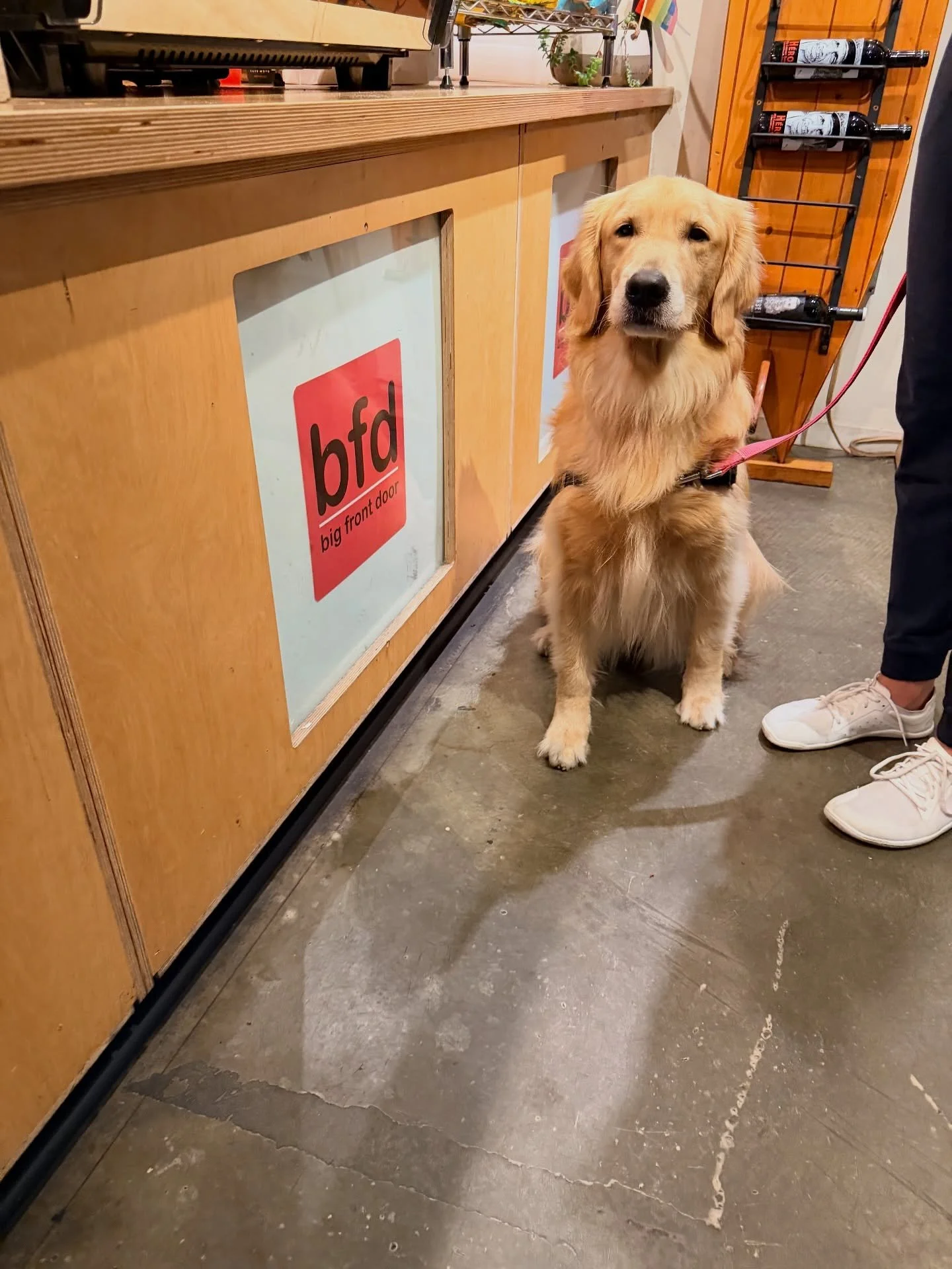 Sophie says thank you to our friends @bfdsandiego for all the good practice opportunities! 🤩👏 Once a month, the dogs in our Training Club Class get to practice their restaurant behavior and work with all sorts of distractions, and it helps them pre