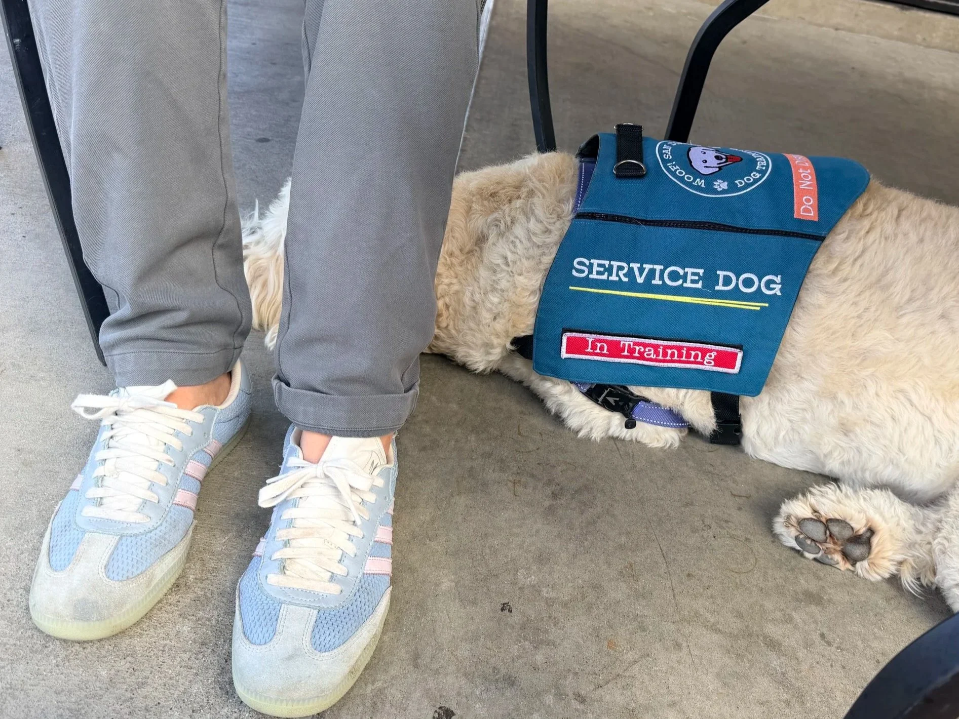 A goldendoodle service dog in training lies under his handler's chair. He is wearing a teal-colored service dog in training vest with the Woof! San Diego logo on it