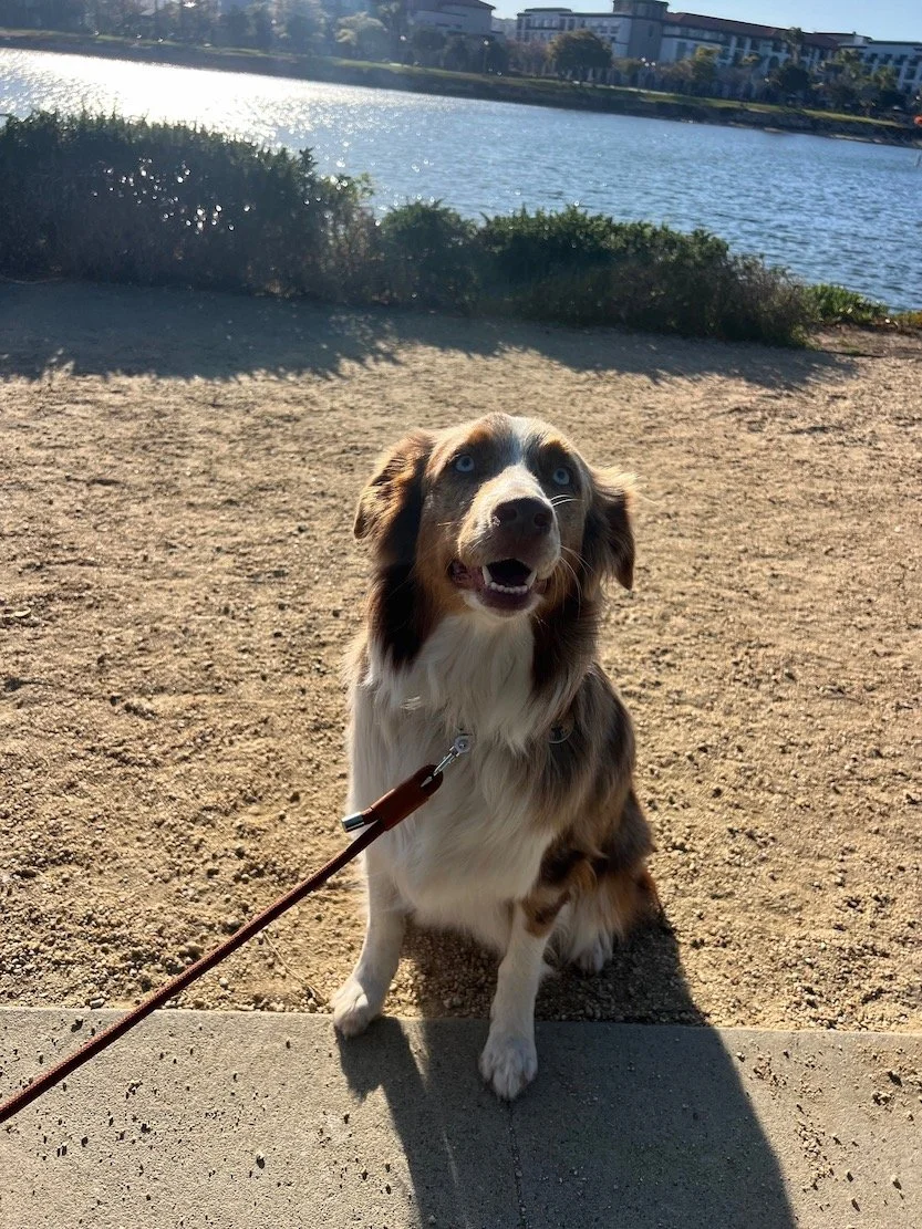 dog sitting in front of water in liberty station - blossom