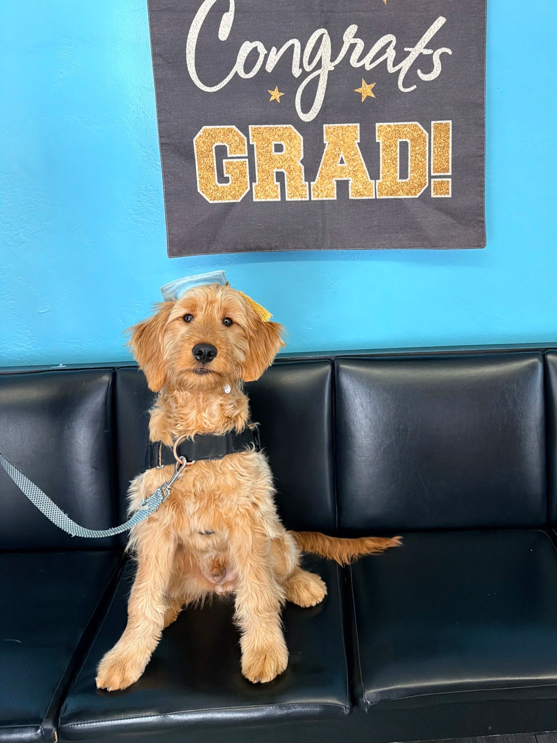 A goldendoodle puppy poses in front of a graduation banner that says, "Congrats Grad!" The puppy is wearing a blue graduation cap.