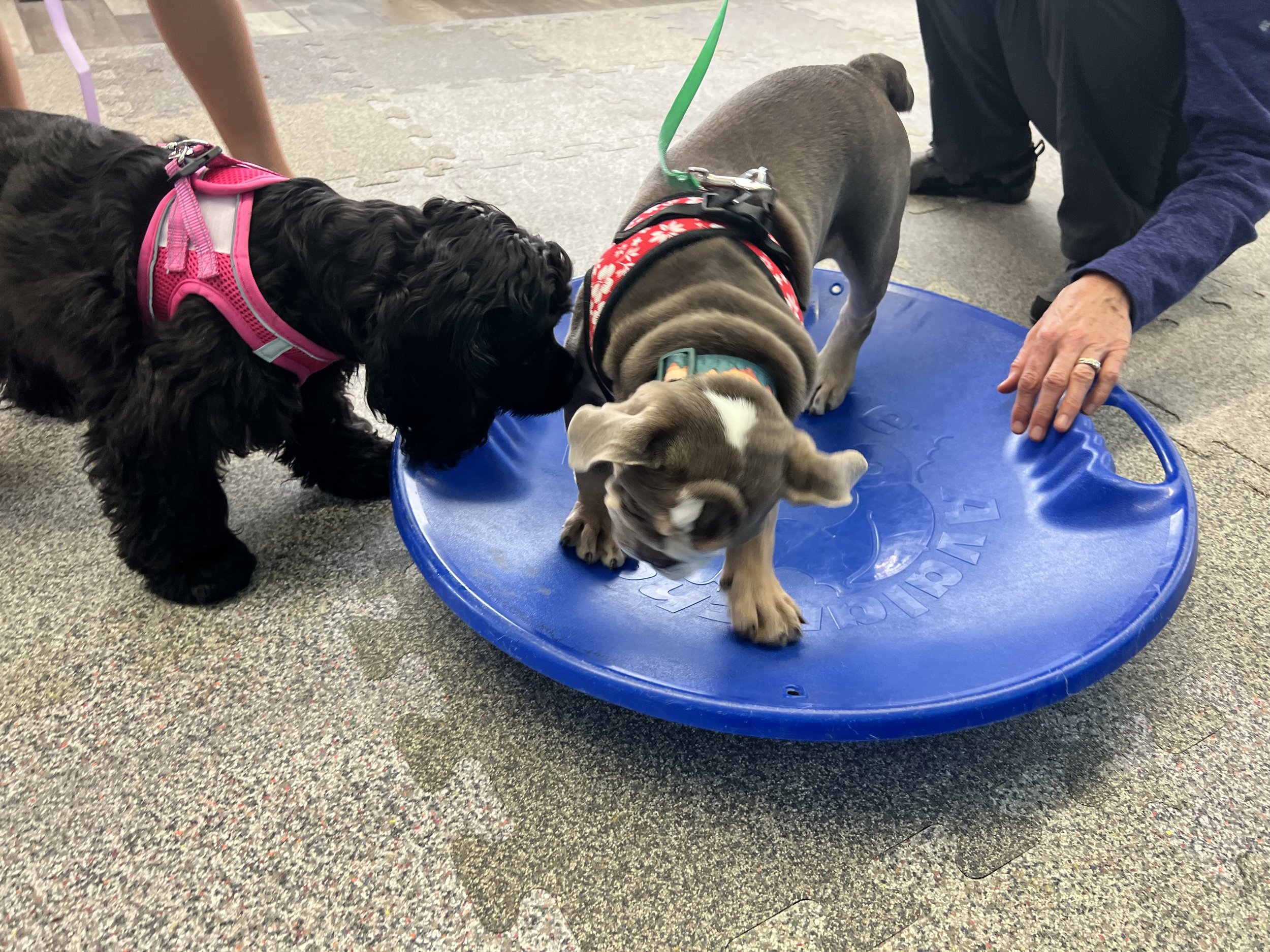 Two puppies are playing and exploring during puppy class, and one is standing inside a blue saucer/sled while the other sniffs her.