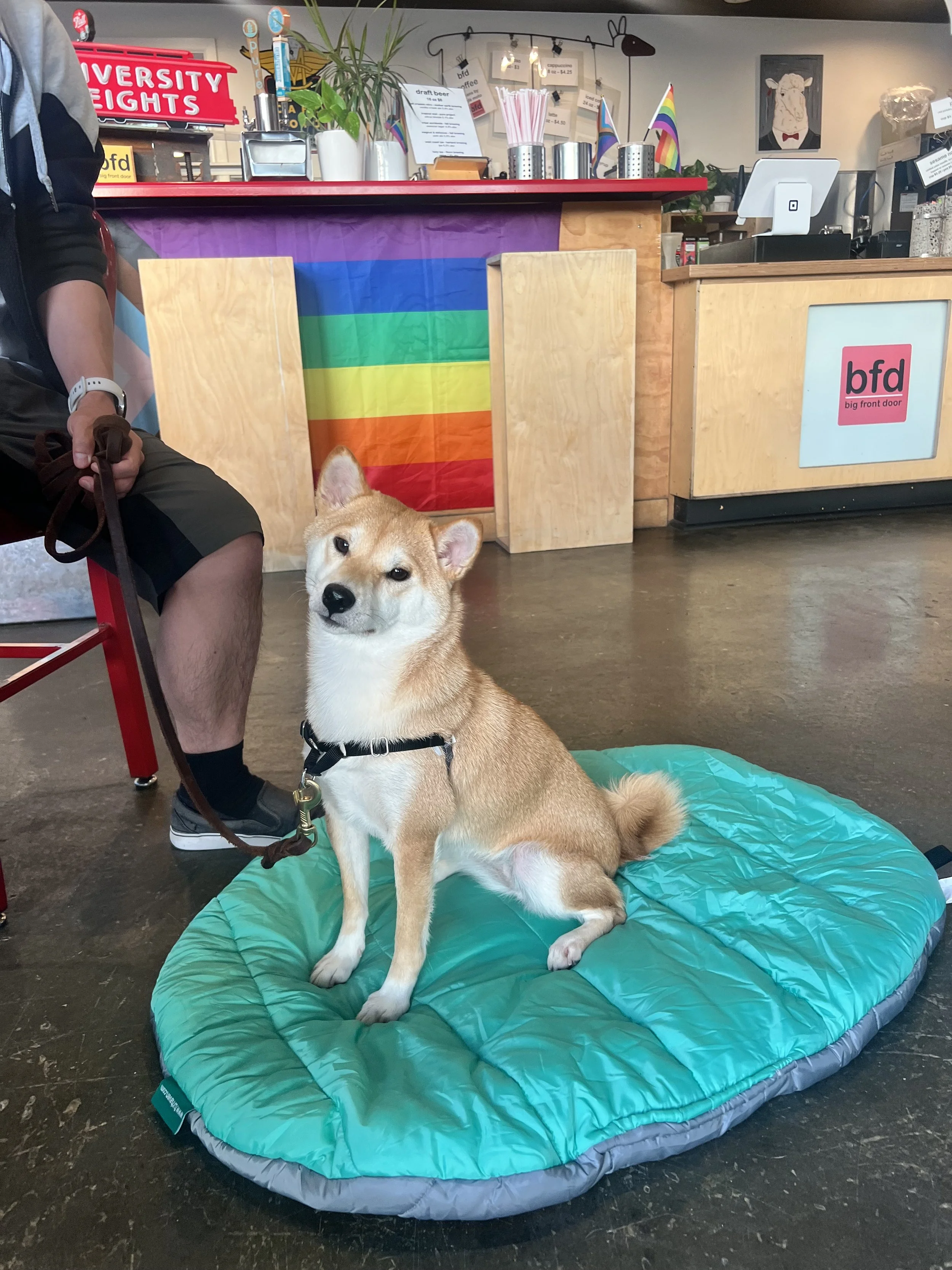 A tan and white Shiba Inu dog sits politely on her teal mat, looking at the camera. A human is holding her leash, and she's in front of a counter with the BFD San Diego logo and a Pride flag in the background. She is in a group dog training class.