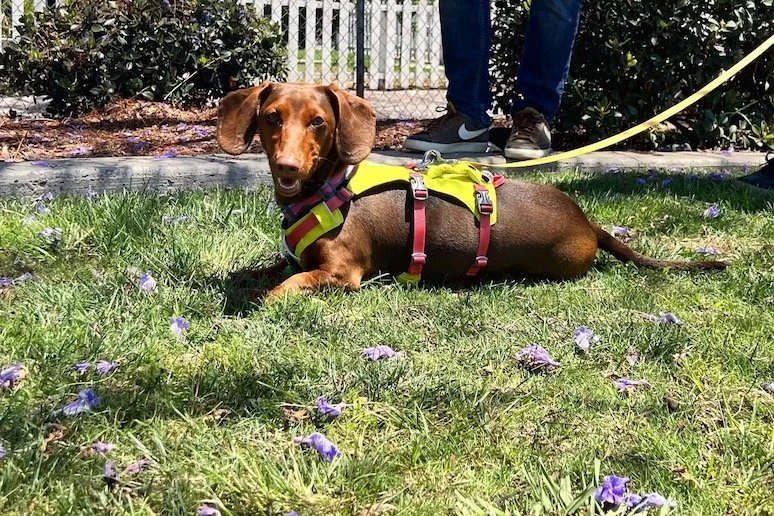 dachshund puppy lying in grass during class