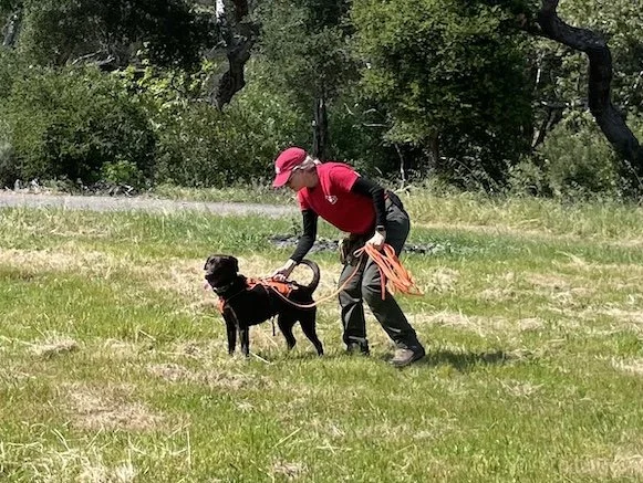 A chocolate labrador and a woman in a red tshirt and red hat are in a grassy field practicing Search and Rescue training
