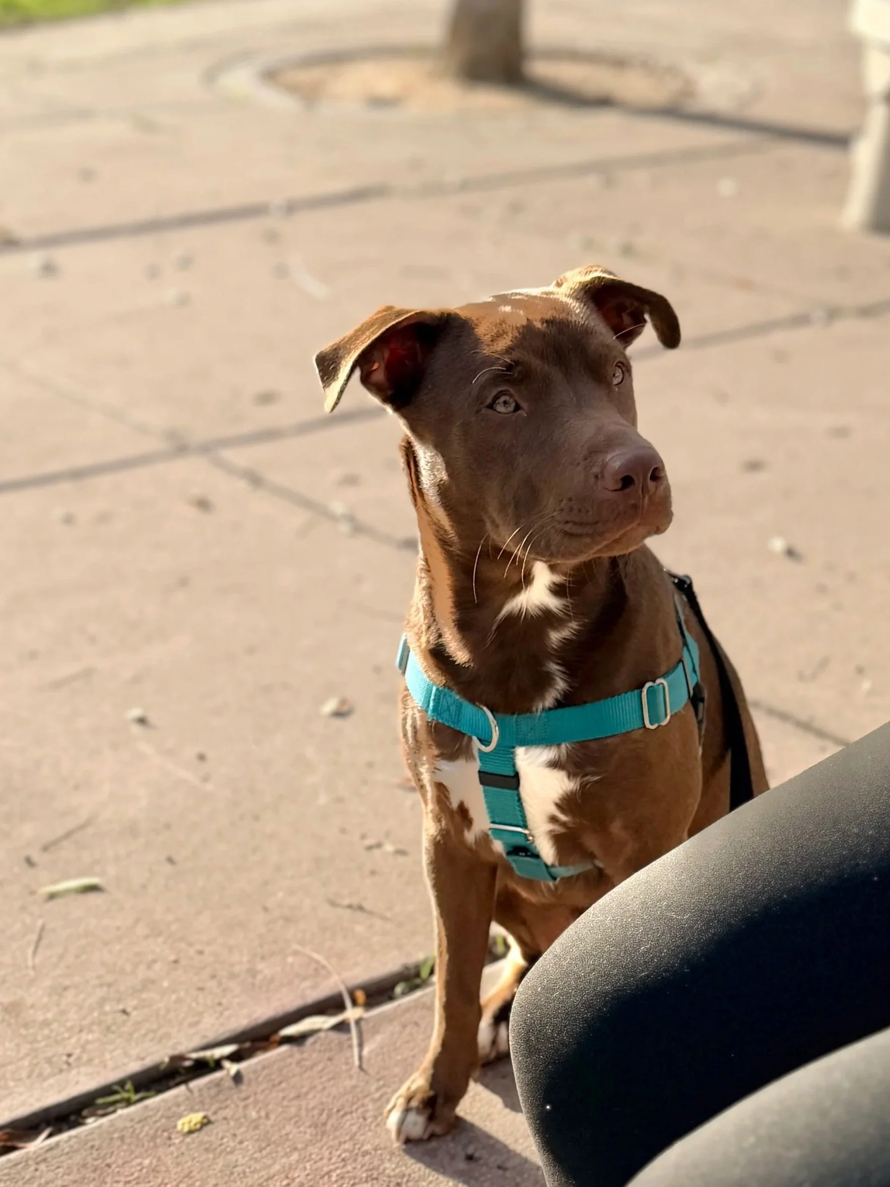 A brown teenage lab / pit bull mix rescue dog with floppy ears, light eyes, and a white patch on his chest, wears a turquoise harness and sits, focusing intently on his handler, who is out of the frame.