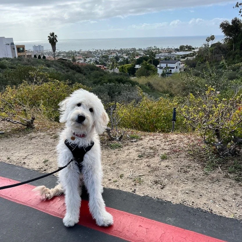 cute white puppy turning her head for the camera with a view of La Jolla in the background