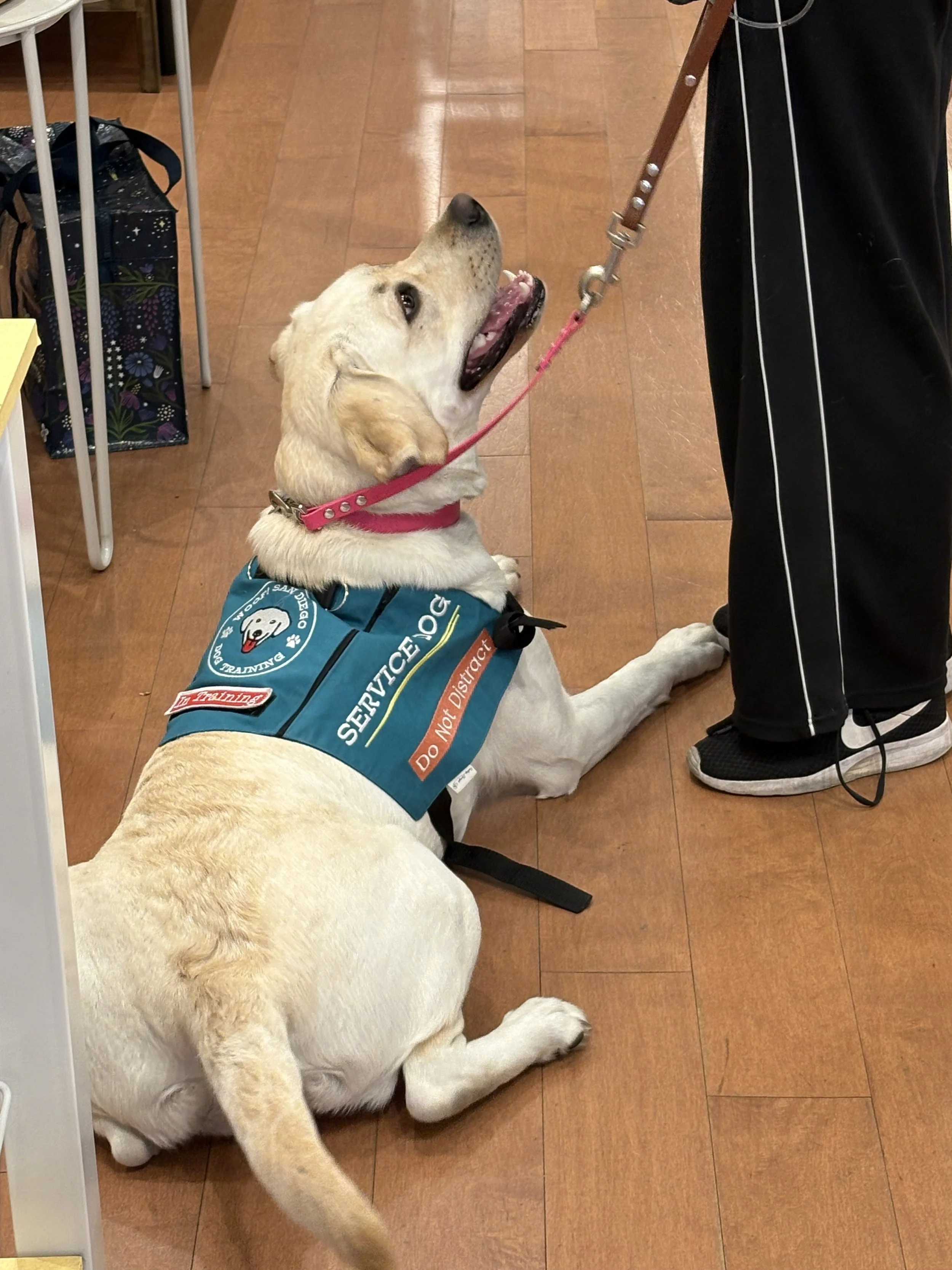 A yellow lab lies next to her handler in a store. She is wearing a teal Woof! San Diego service dog vest and a pink leash and collar, and she looks like she's smiling.
