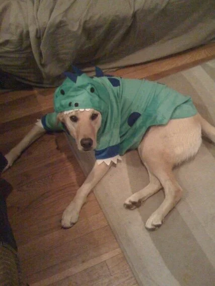 dog in halloween costume