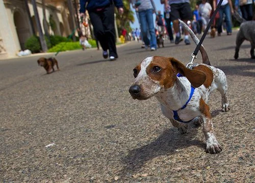 Dachshund walking on leash