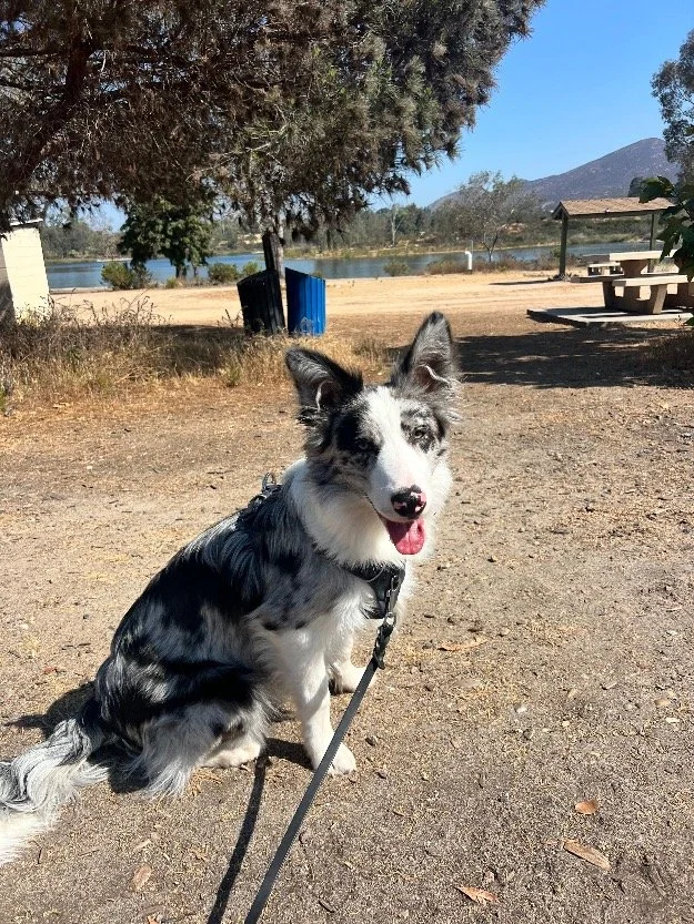 border collie sitting during training class with the lake behind him in La Mesa