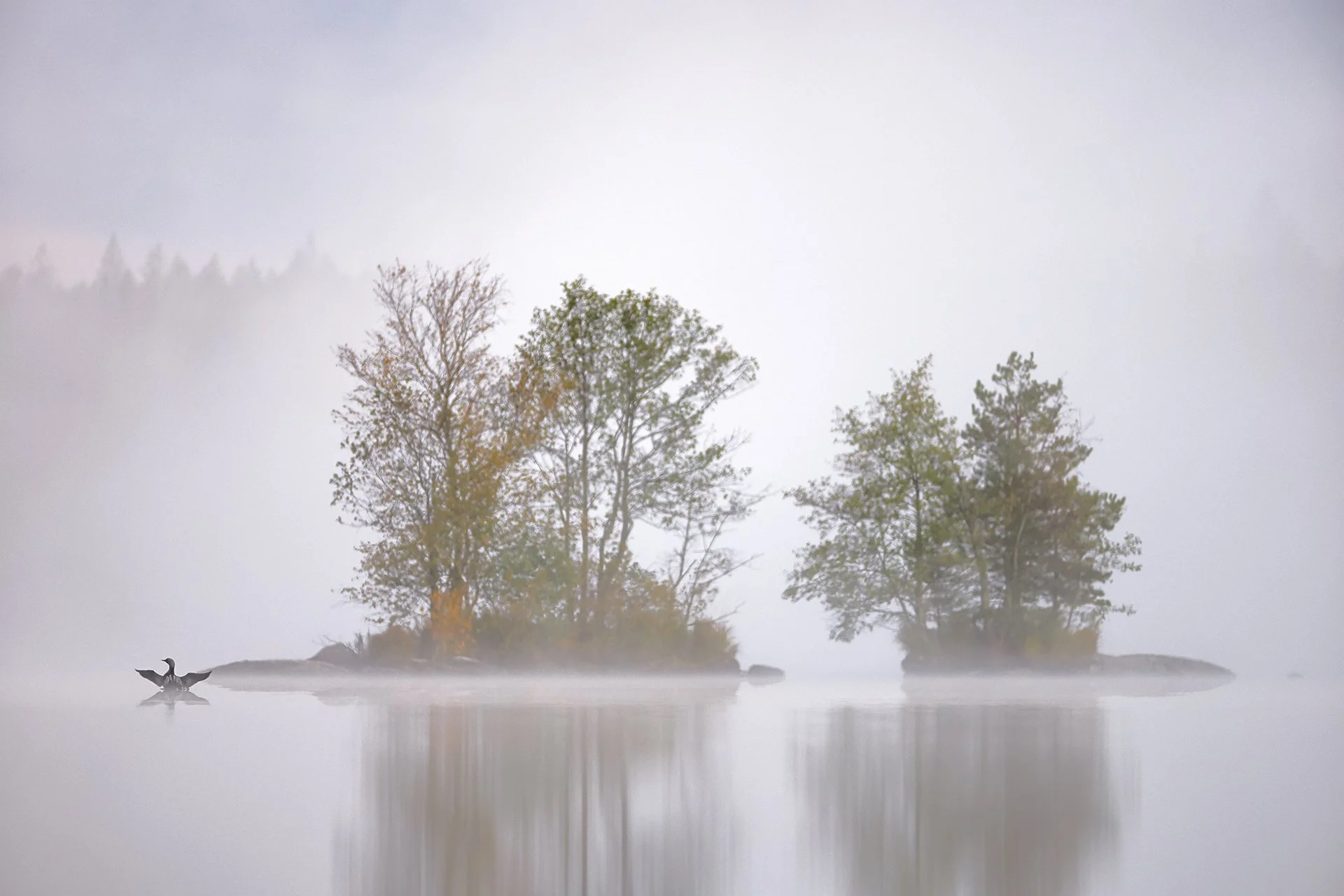 Aamujsumun yksinäinen