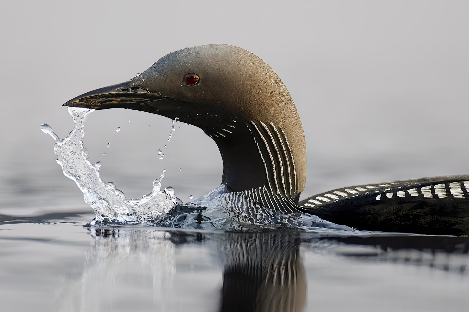 Aamuaurinko kuikan silmässä