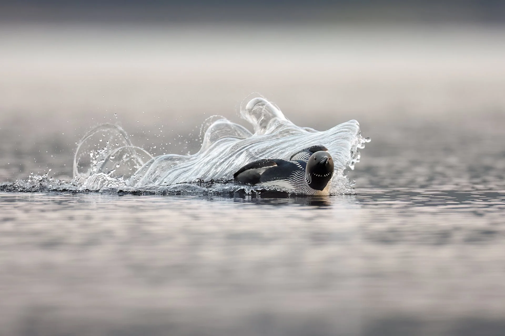 Kuikka laskukiidossa