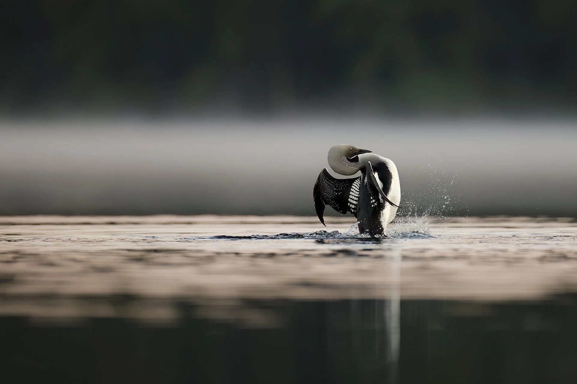 Aamuauringon soidintanssi