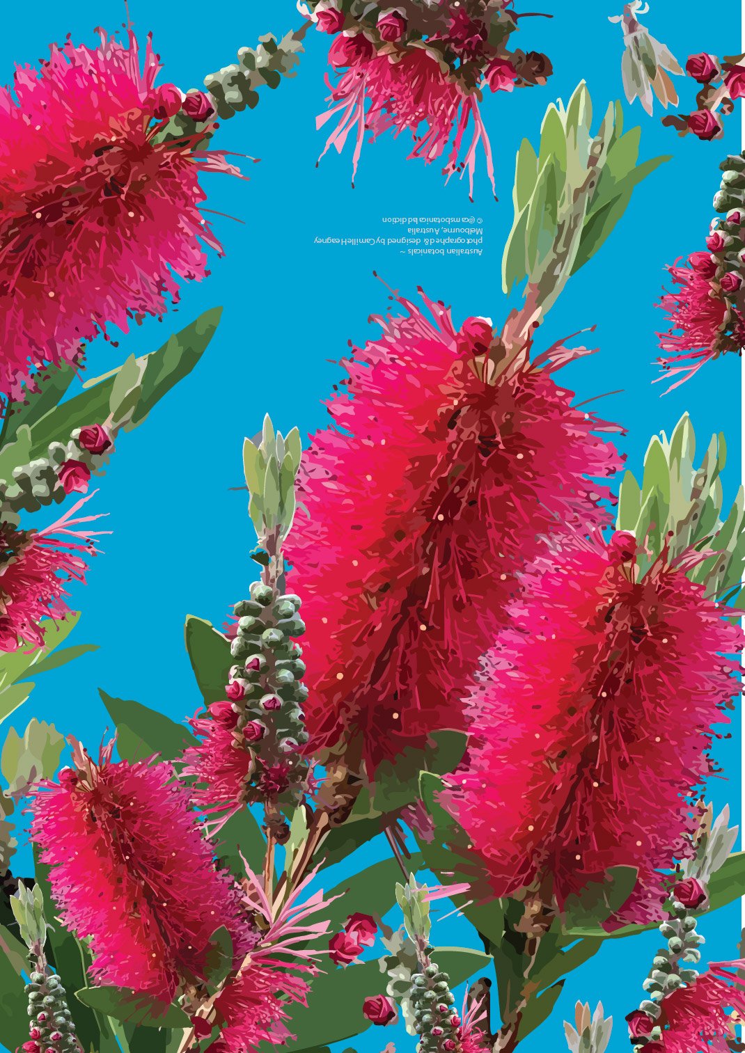 Red Callistemon on Blue (landscape)