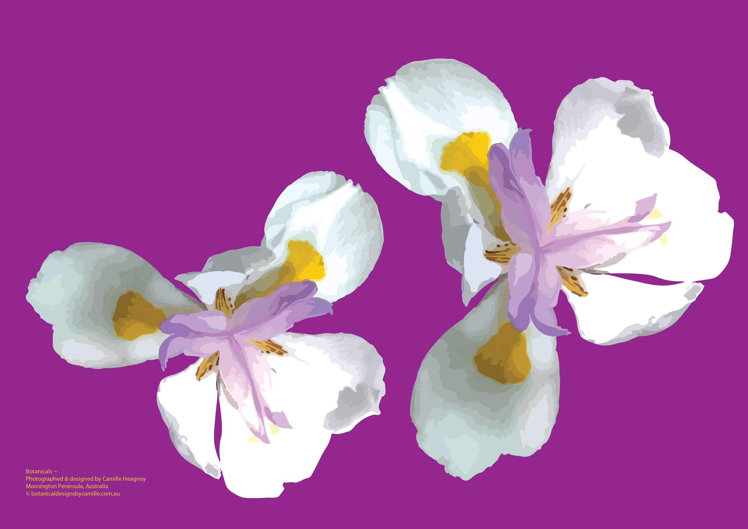 Iris