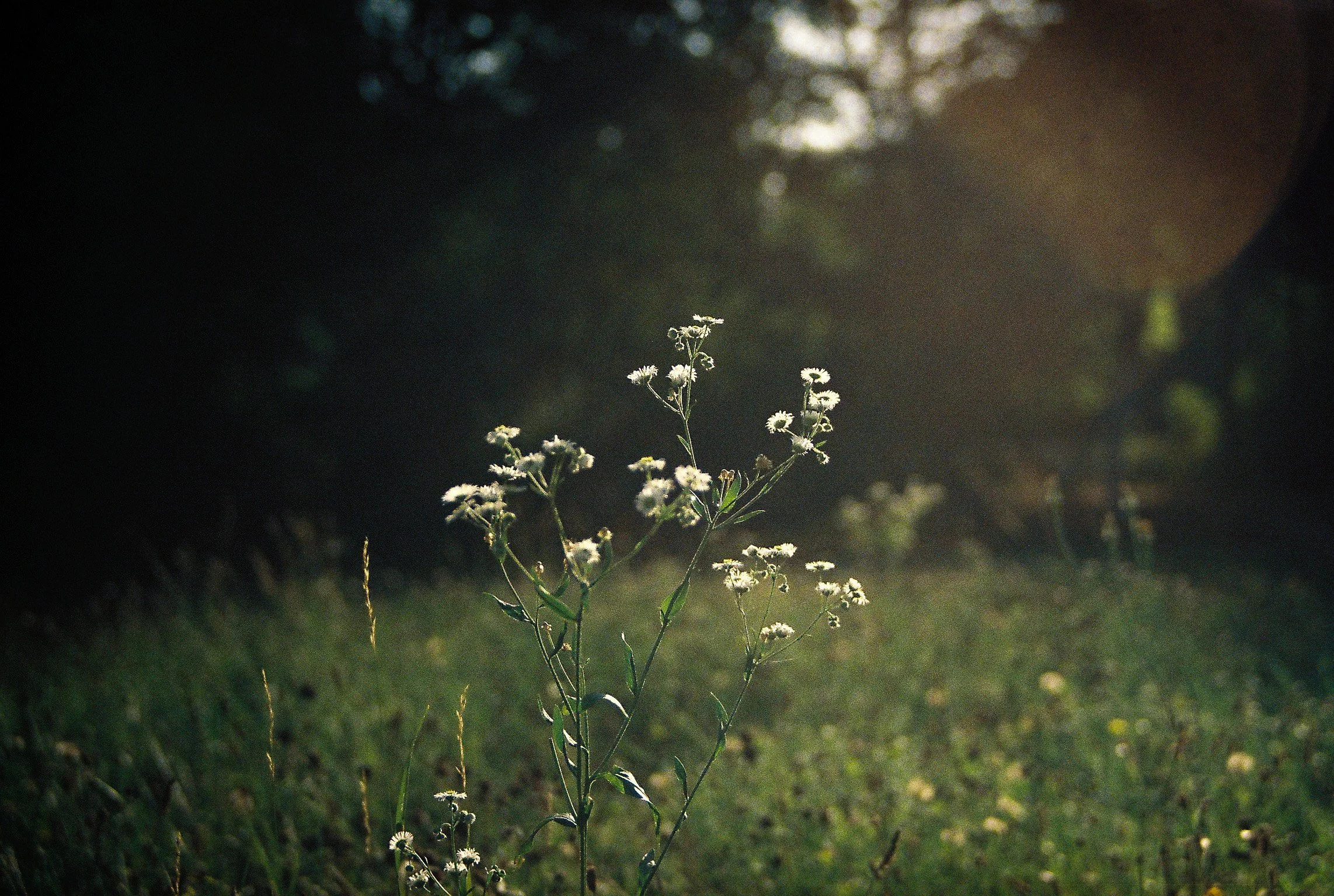 analog