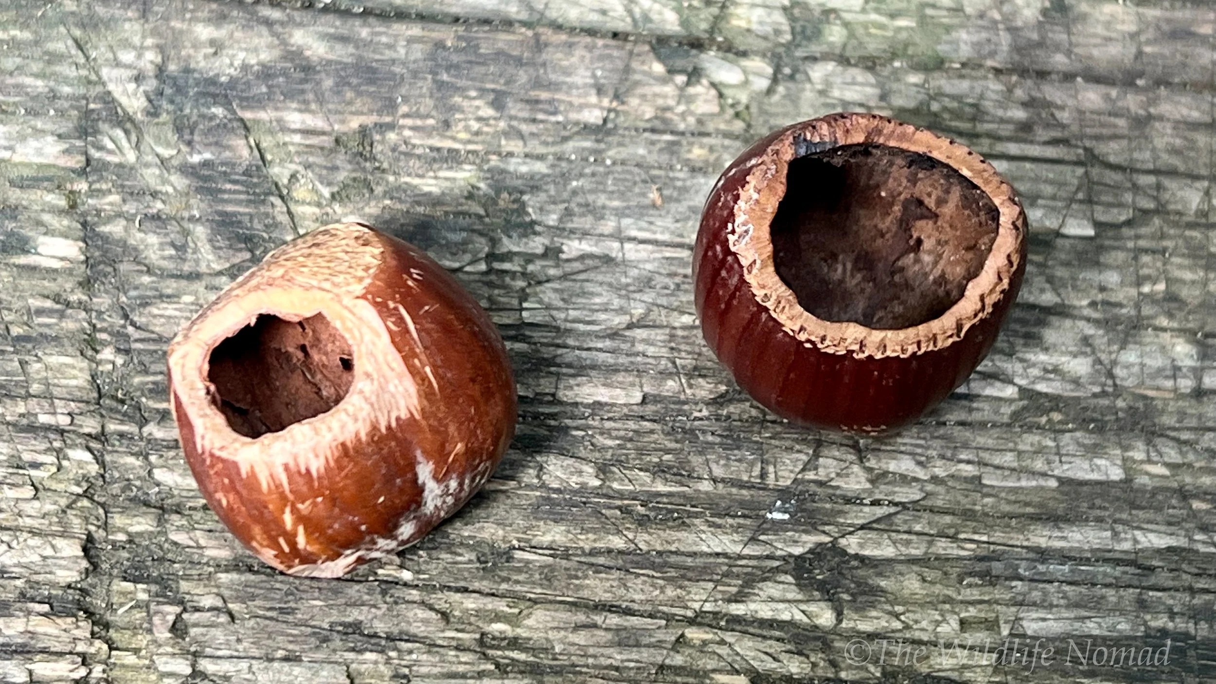 A pair of chewed hazelnuts showing different damage marks depending on the species that chewed them.