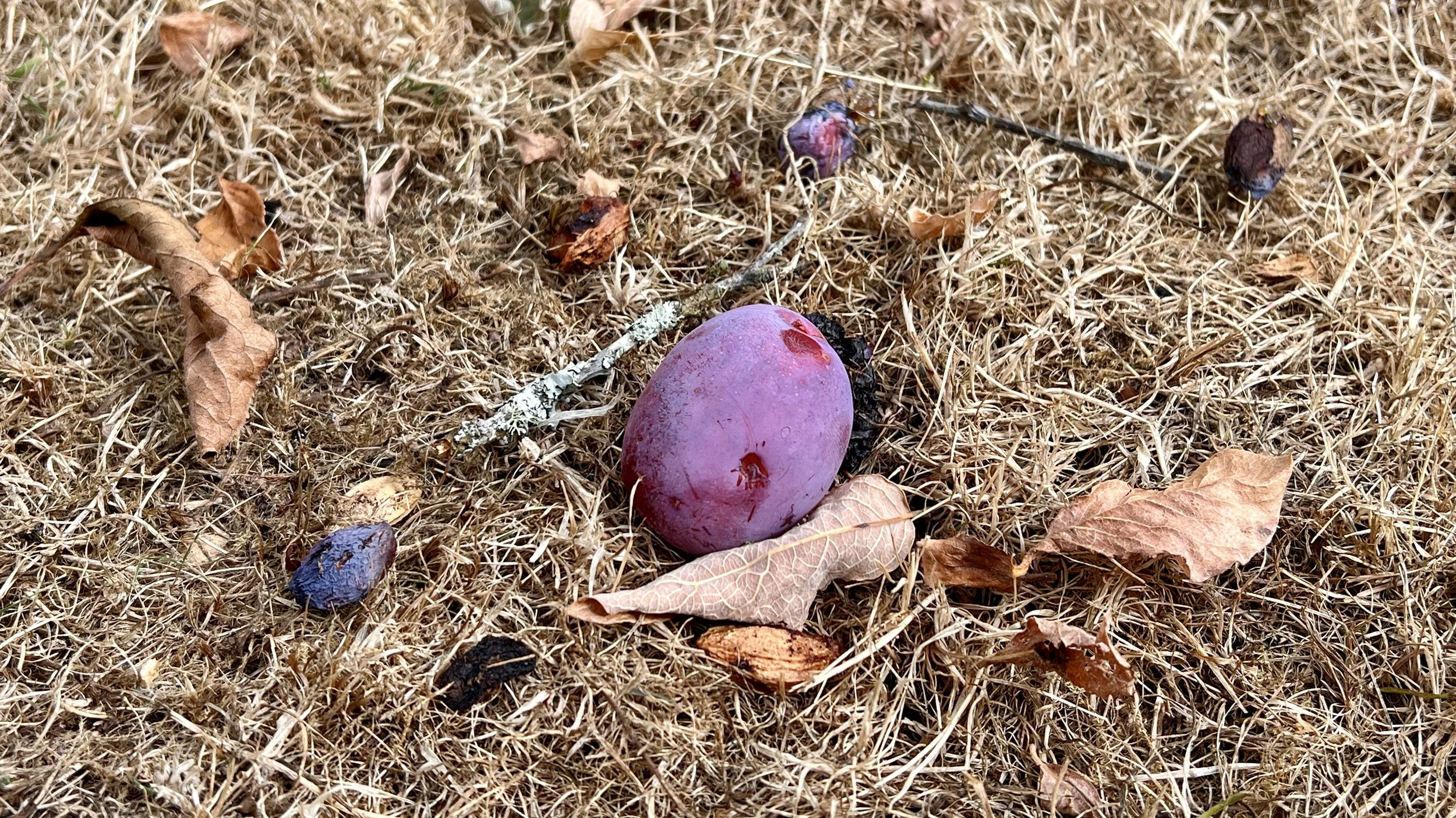 Rotting plums under a tree on dry grass are attractive to several species of wildlife