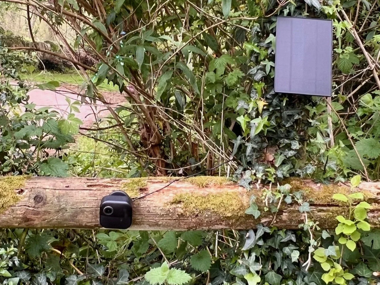 Watching Badgers at a Wildlife Junction — The Wildlife Nomad