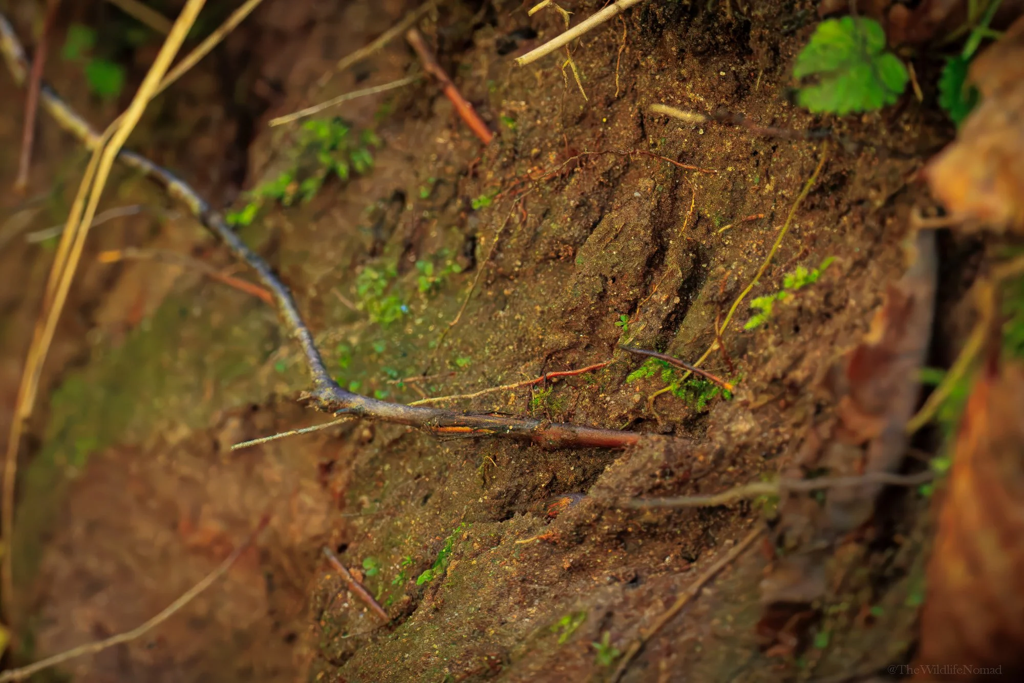 Close-up of damp soil with moss, twigs, and small green plants growing on it. In the soil are the marks made by an otter claw.